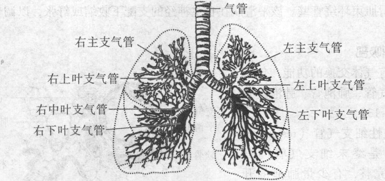 二、肺内支气管和支气管肺段